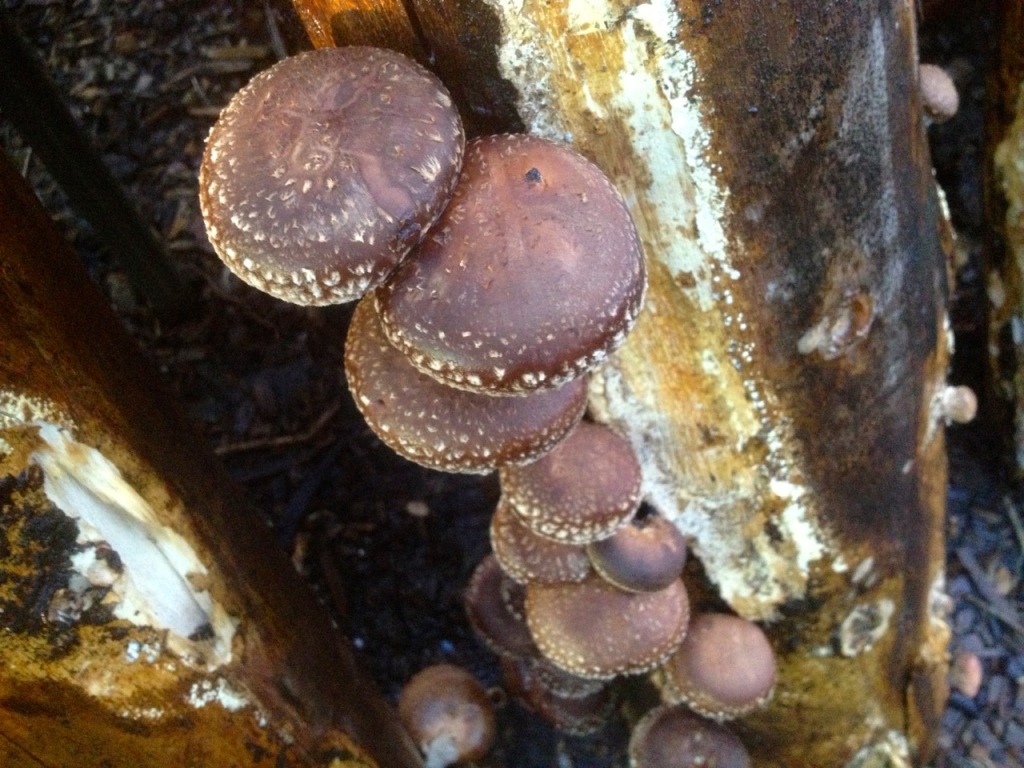First Shiitake Harvest Milkwood permaculture courses, skills + stories