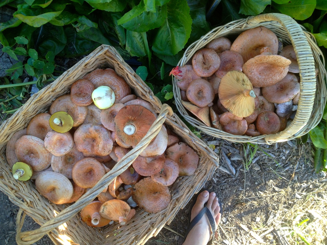 Foraged saffron milk caps that Paul foraged on his way to Milkwood...