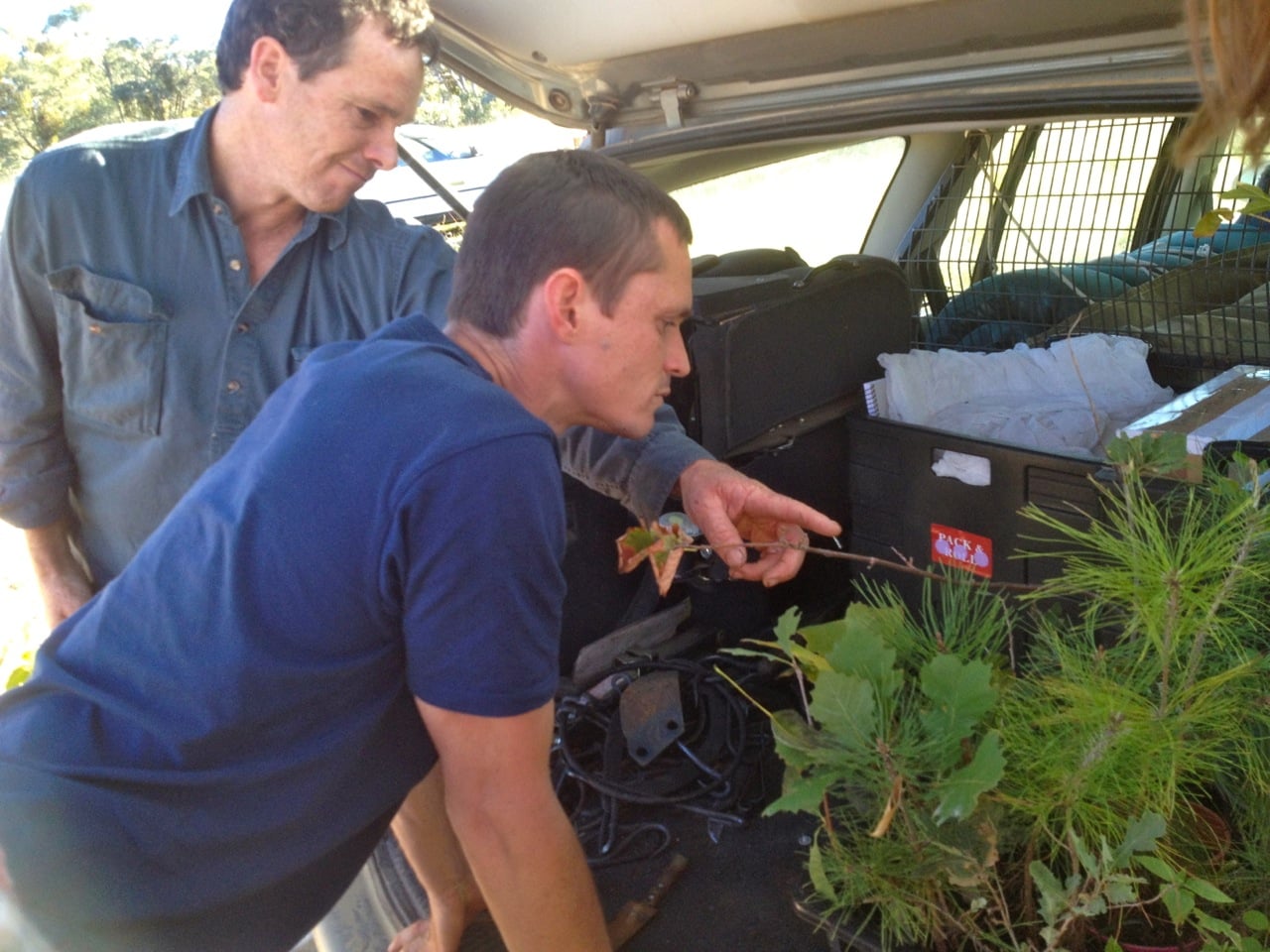 Paul (Speedy) shows Cam his latest generous batch of plant material that he's gifting to the Milkwood arboretum 