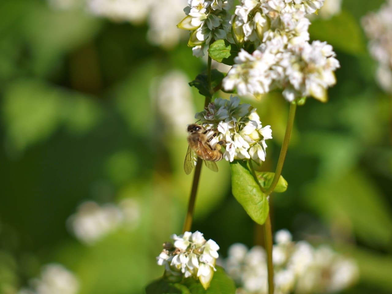 Bees in the buckwheat