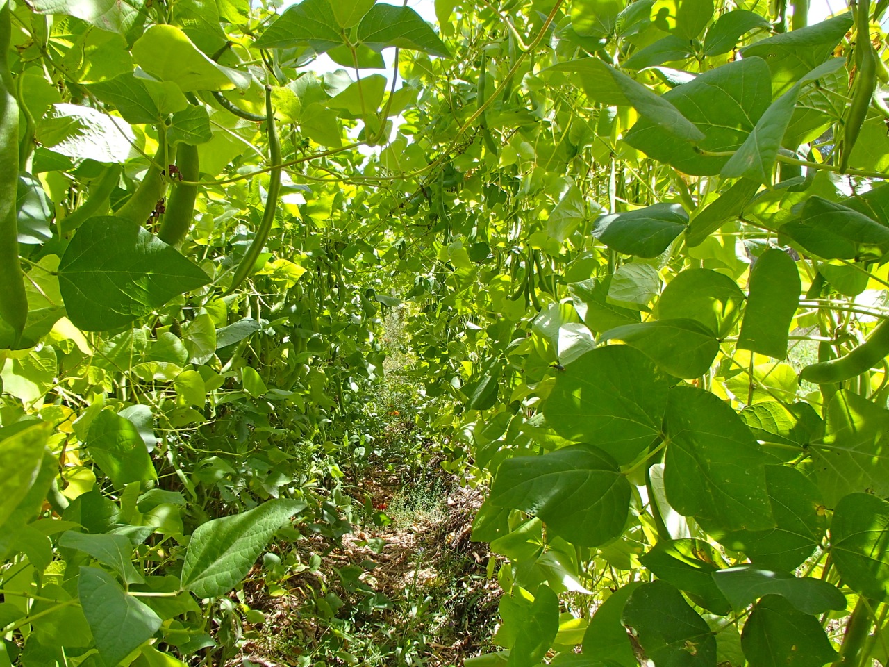 The market garden beans just kept coming