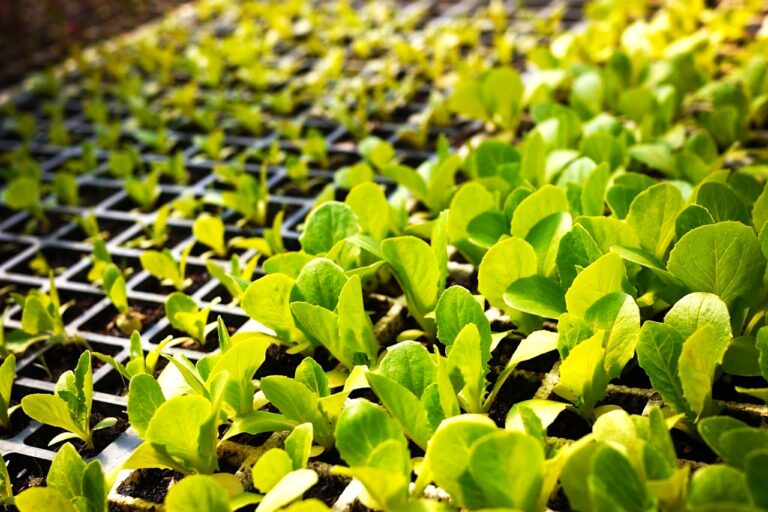 1309 seedlings – 1