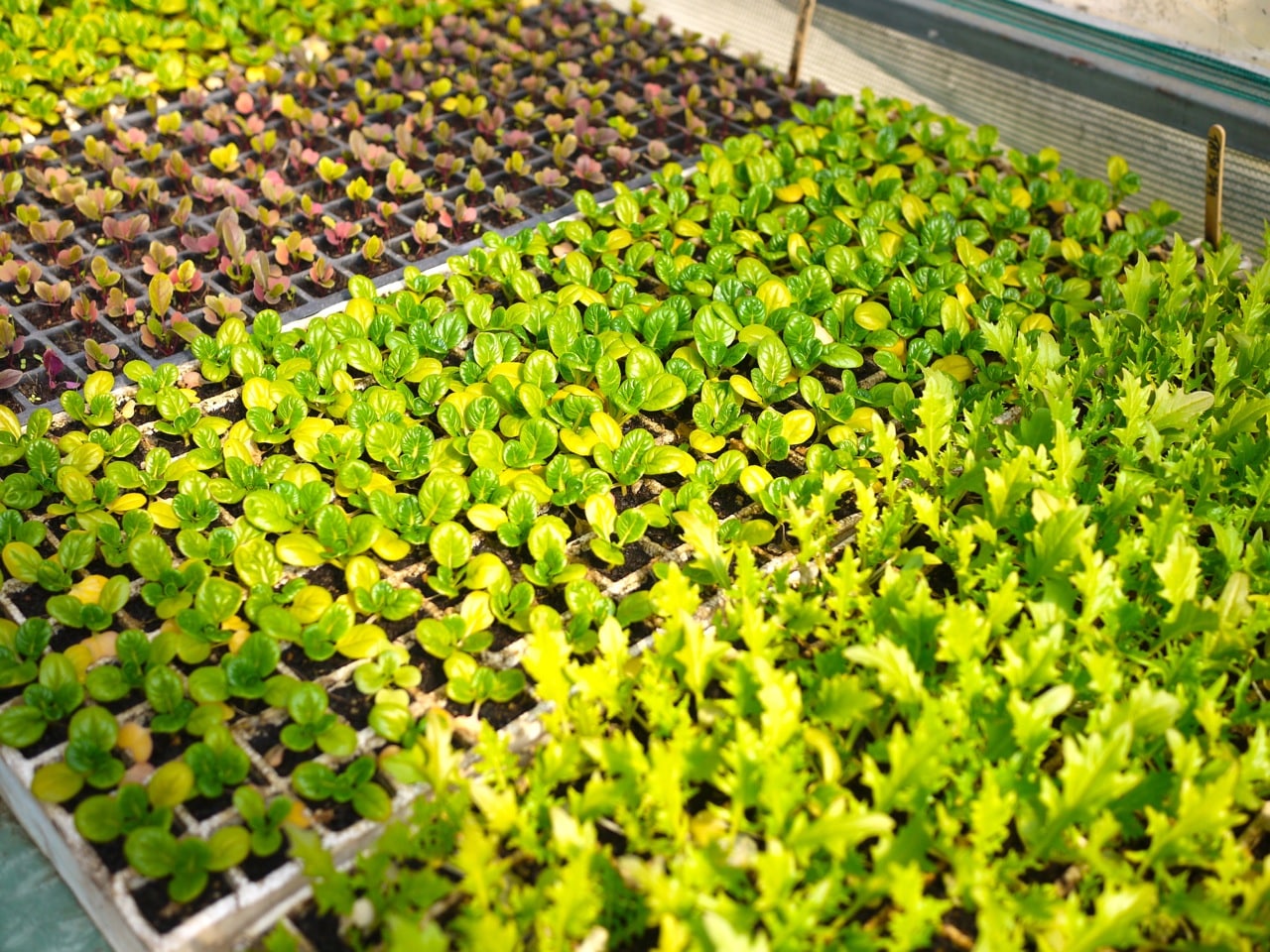 1309 seedlings - 6