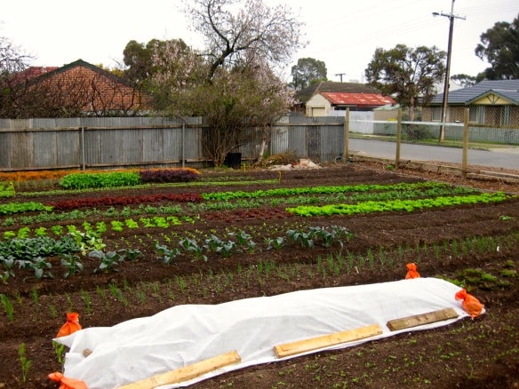 wagtail urban farm02