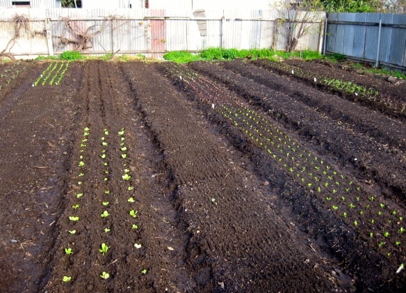 wagtail urban farm06