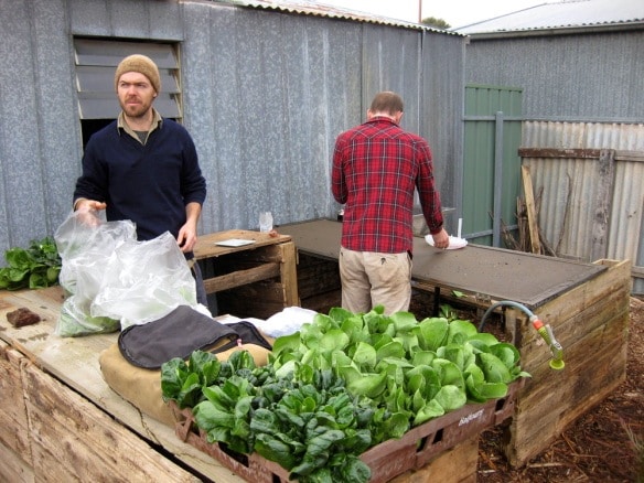 wagtail urban farm09