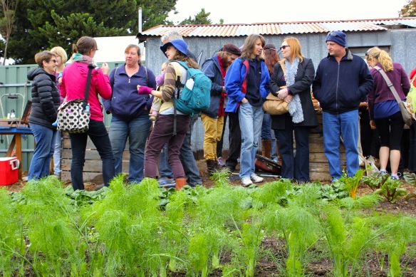 wagtail urban farm13