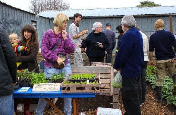 wagtail urban farm15