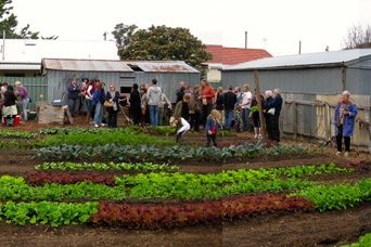 wagtail urban farm20