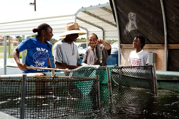 Students in the tilapia nursery at the University of the Virgin Islands aquaculture unit