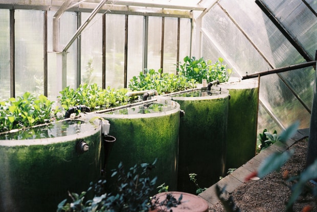 Aquaponics at 'The Ark' at The New Alchemy Institute - via Landartstudies