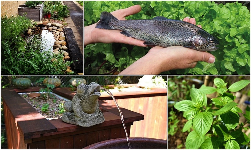 Aquaponics: a brief history - Milkwood: permaculture ...