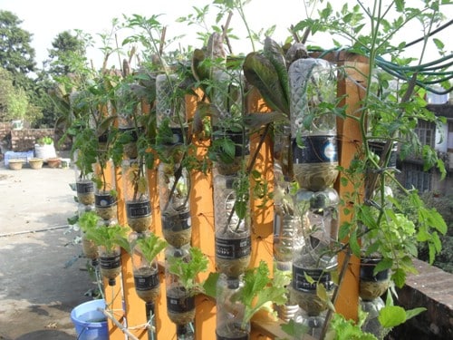 Vegetable growing part of the Backyard Aqaponics System developed at Bangladesh Agricultural University