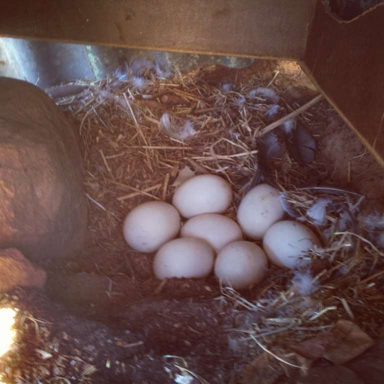 Muscovy Ducks: A Great Homesteading Breed - Milkwood: permaculture