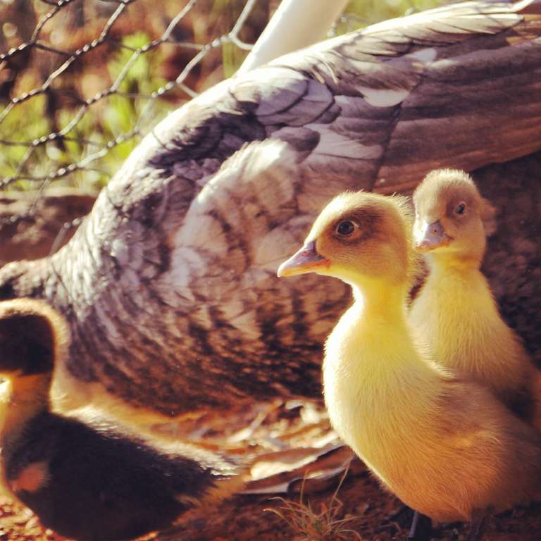 Muscovy Duck Growth Chart