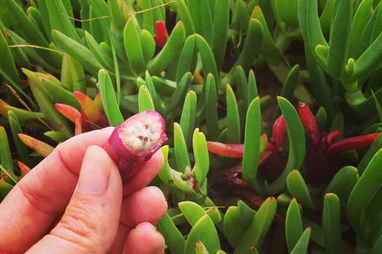 pigface_foraging_1