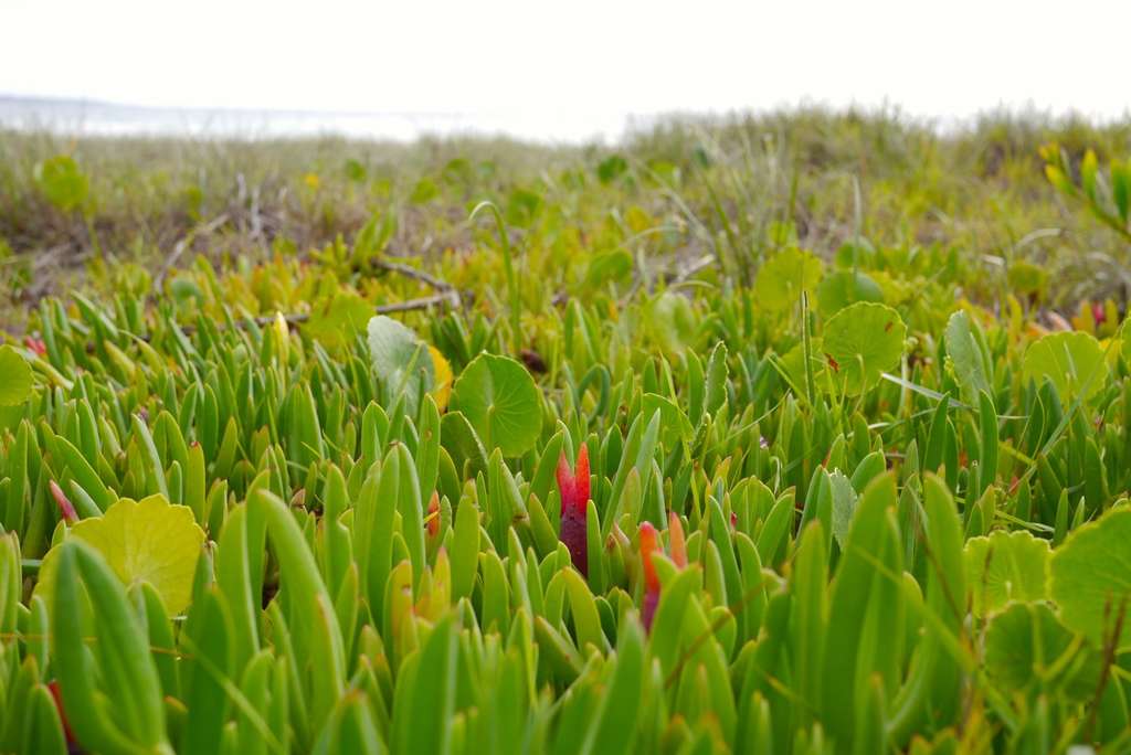 pigface_foraging_2