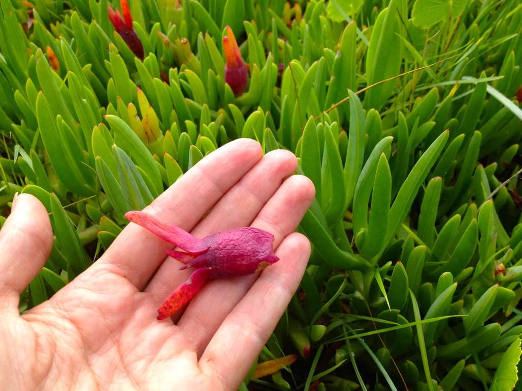 pigface_foraging_5