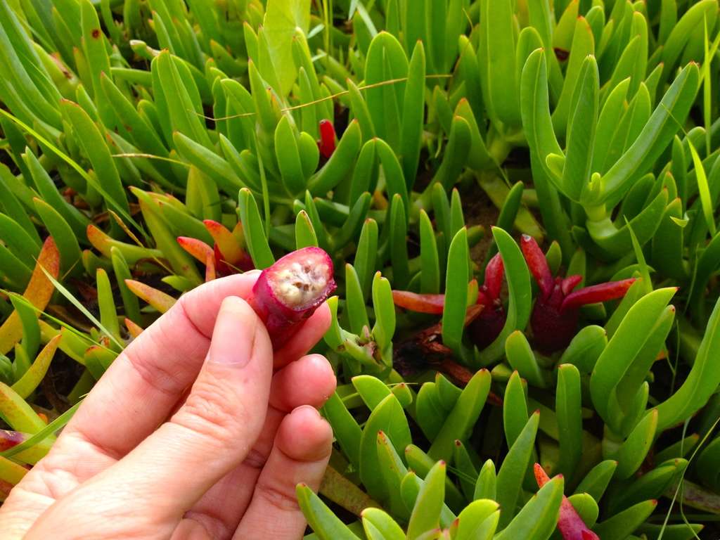pigface_foraging_8