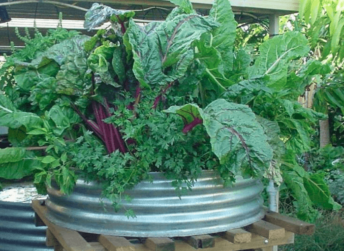 aquaponics: a brief history - milkwood: permaculture
