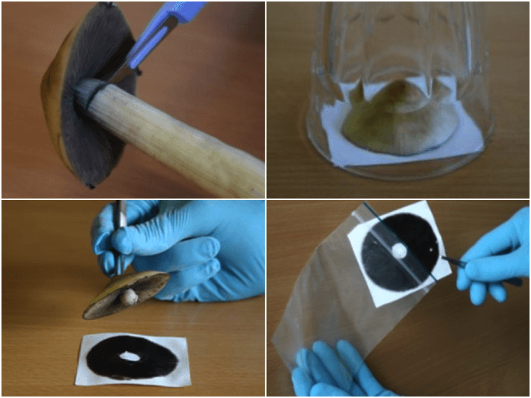 spore print how to