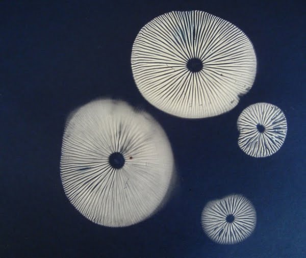 spore_prints