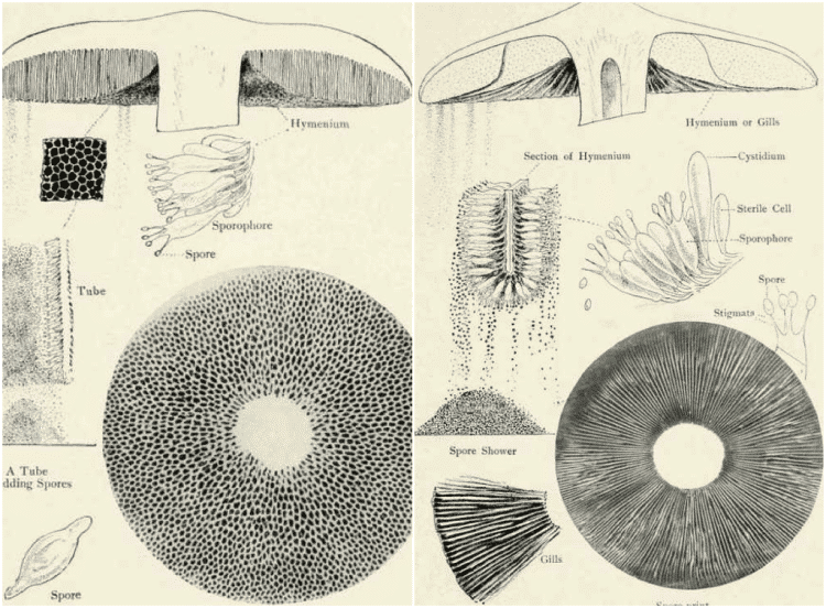 From the book: "Our Edible Toadstools and Mushrooms and How to Distinguish Them", by W. Hamilton Gibson