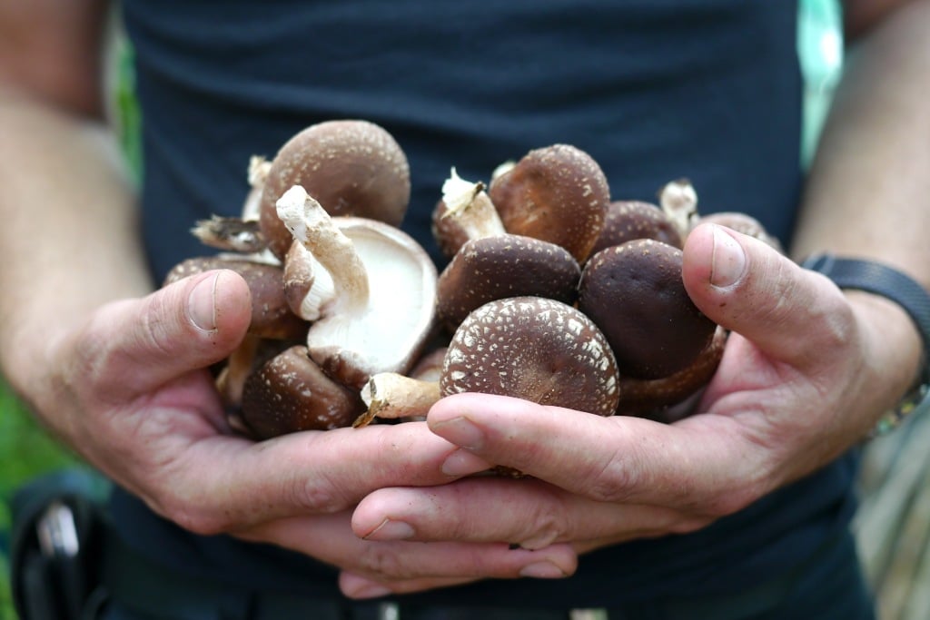 Homegrown Shiitake Logs harvest time Milkwood permaculture courses