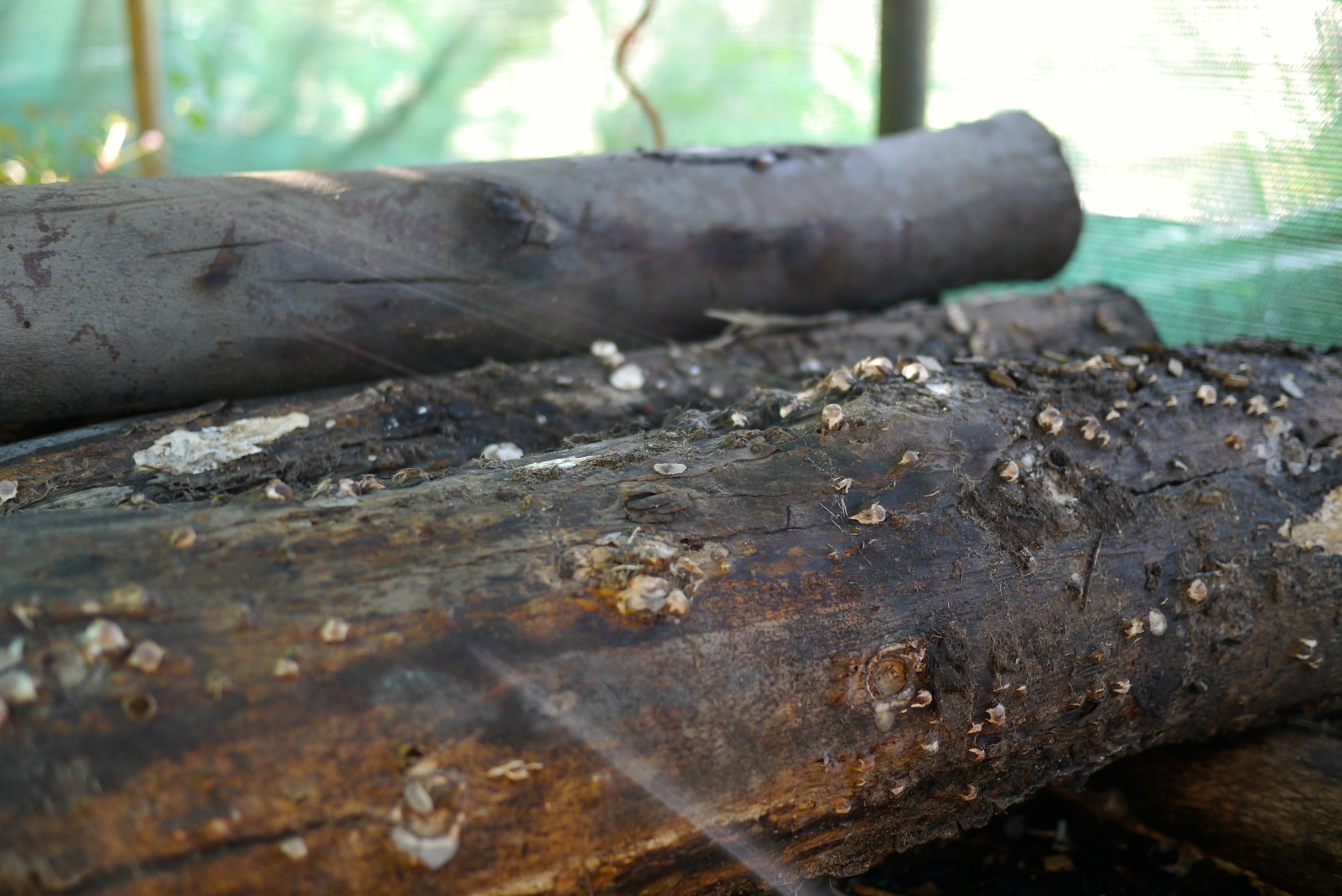 140321 shiitake harvest03