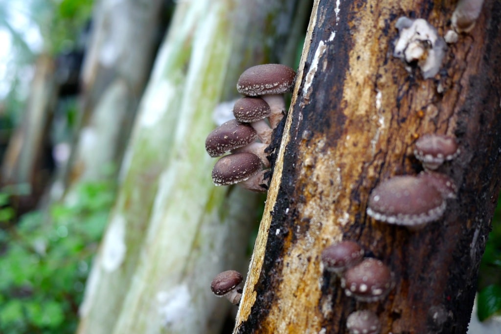 Homegrown Shiitake Logs harvest time Milkwood permaculture courses