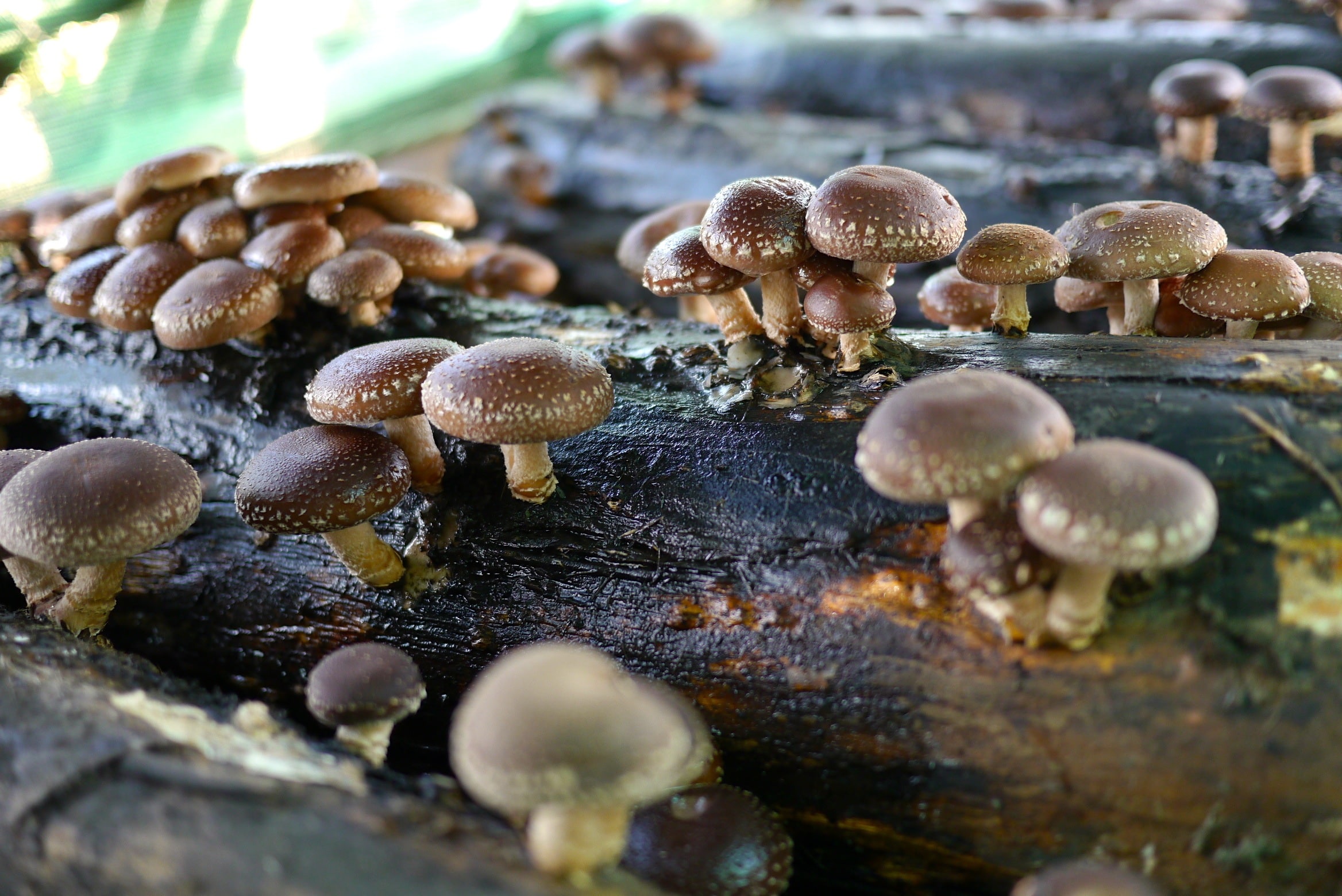 A Complete Guide to Shiitake Mushrooms