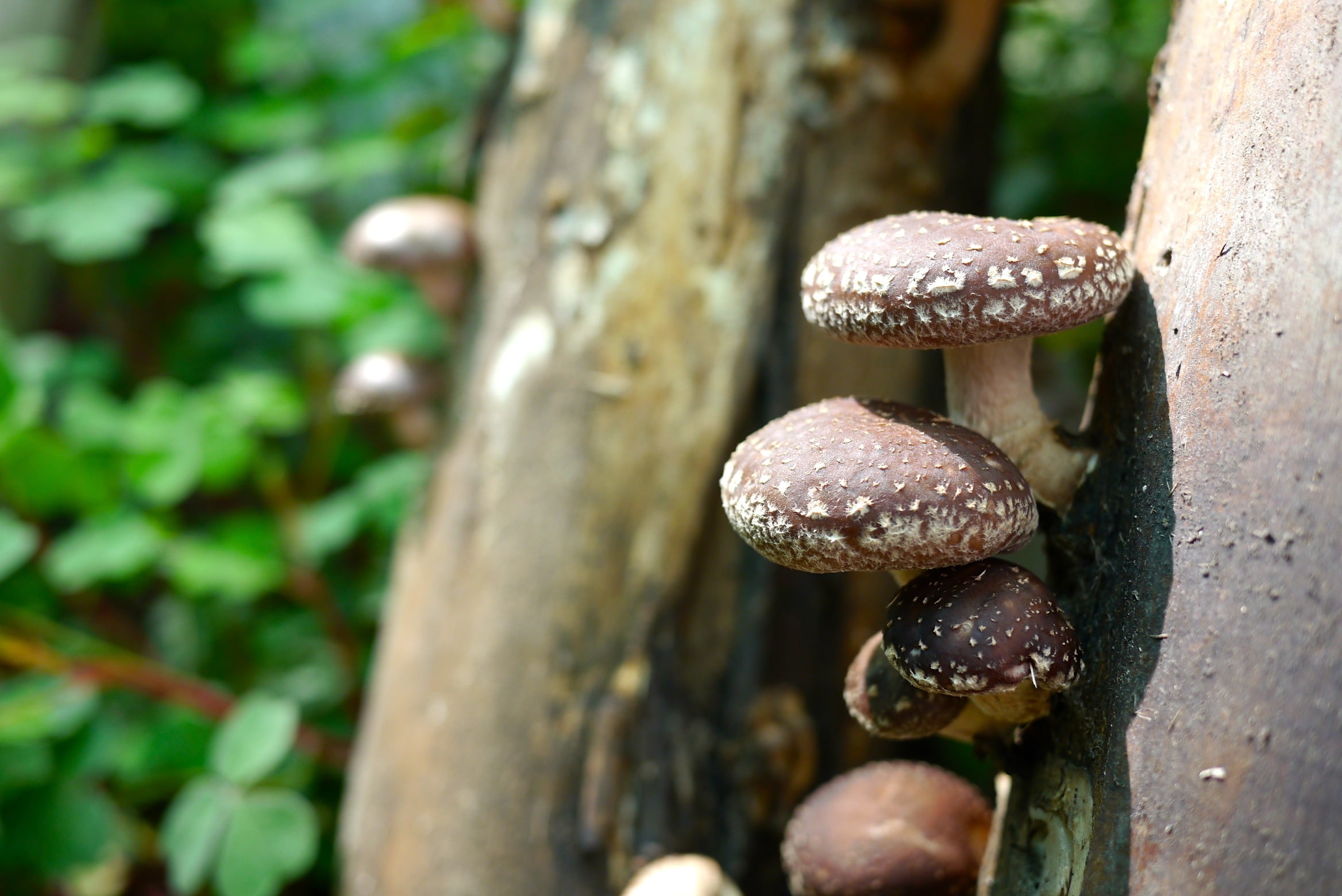 140321 shiitake harvest12