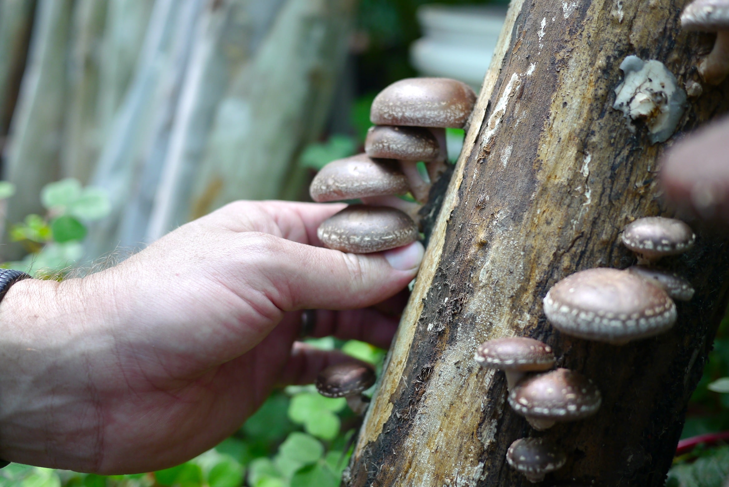 140321 shiitake harvest13