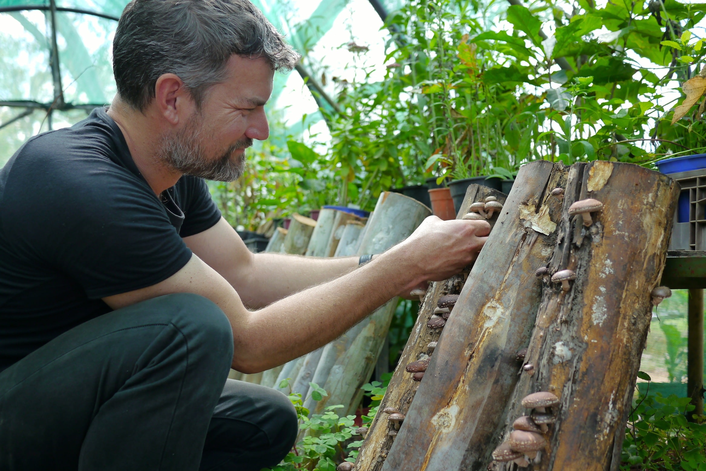 140321 shiitake harvest14