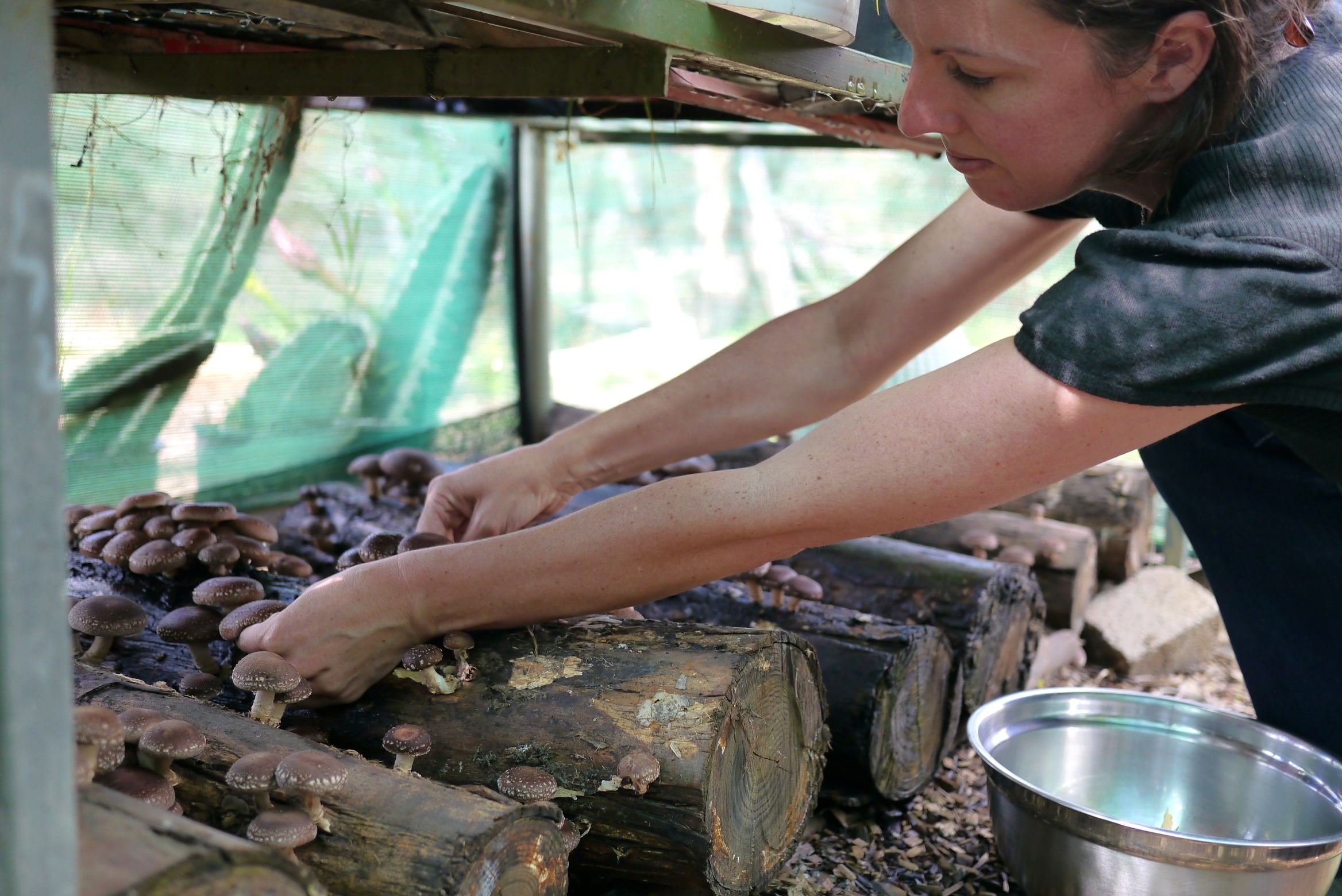 140321 shiitake harvest16