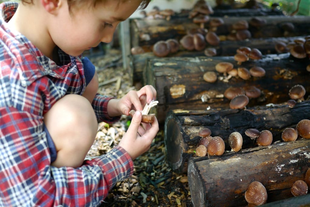 Homegrown Shiitake Logs harvest time Milkwood permaculture courses