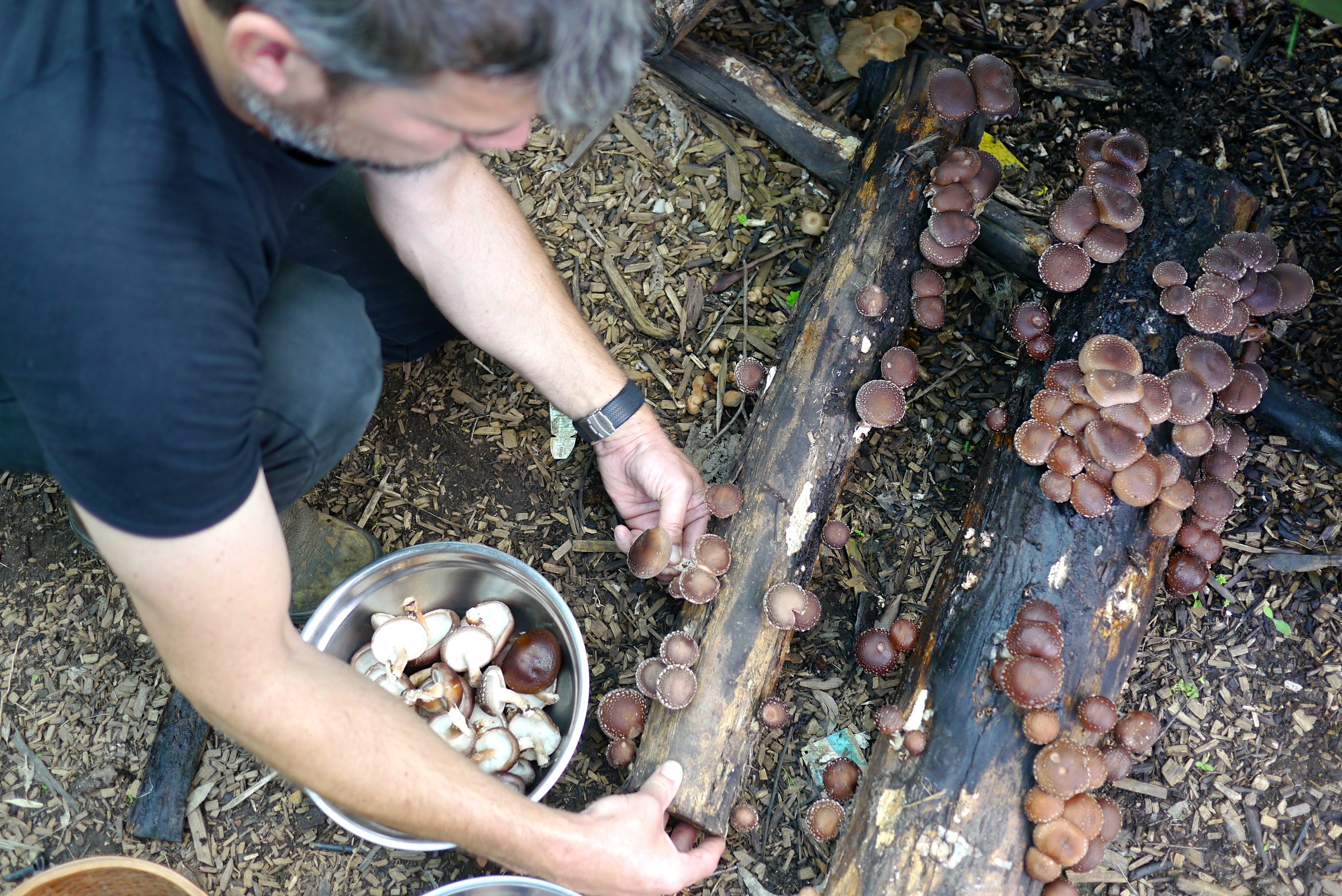 140321 shiitake harvest20