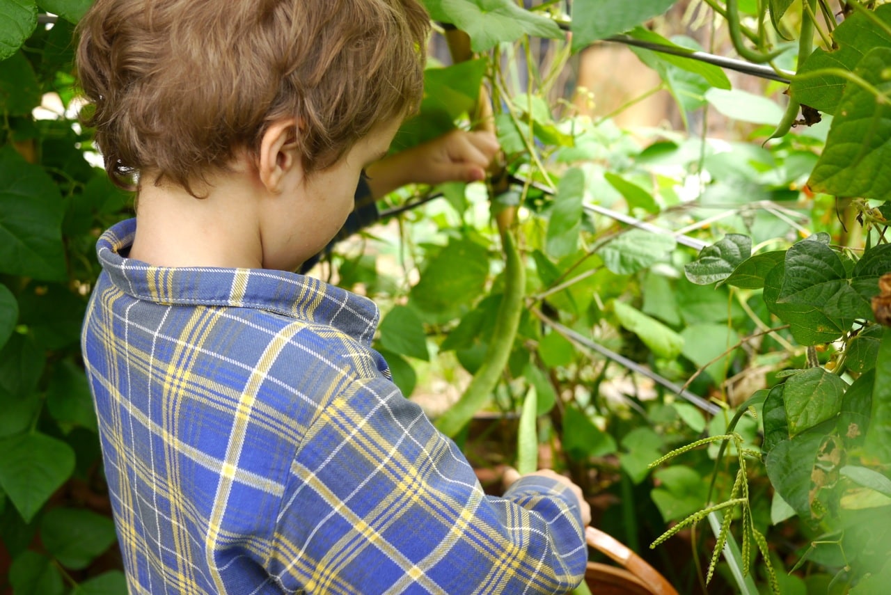 140328 bean tipi harvest03