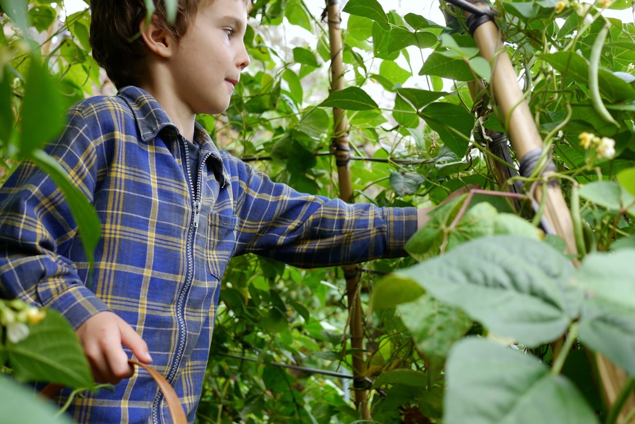 140328 bean tipi harvest04