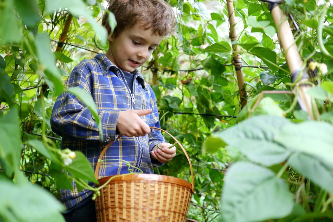 140328 bean tipi harvest05