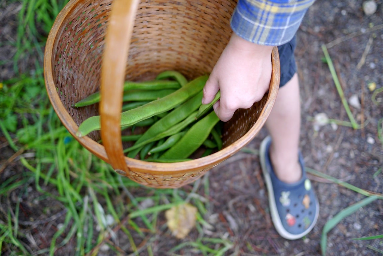 140328 bean tipi harvest06