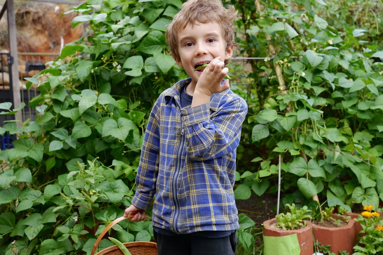 140328 bean tipi harvest08