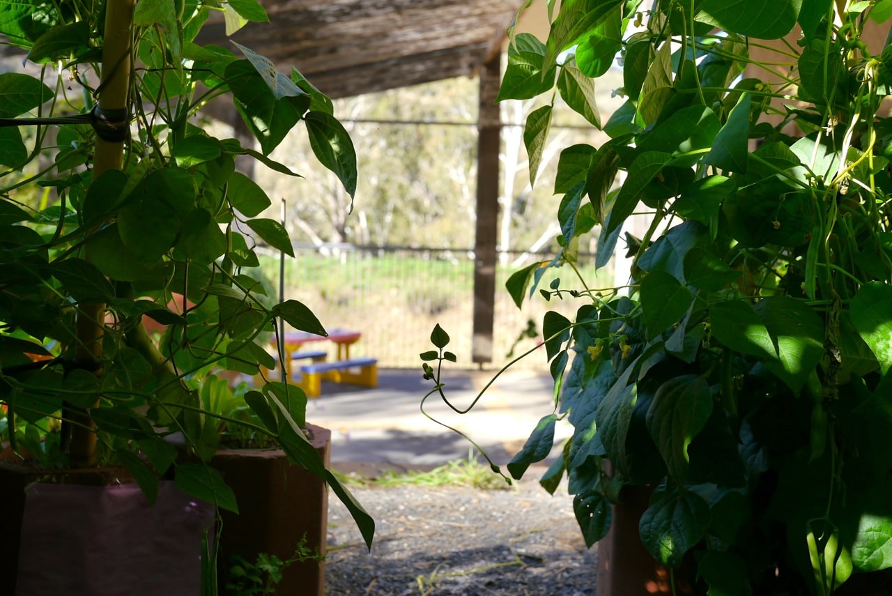 140328 bean tipi harvest13