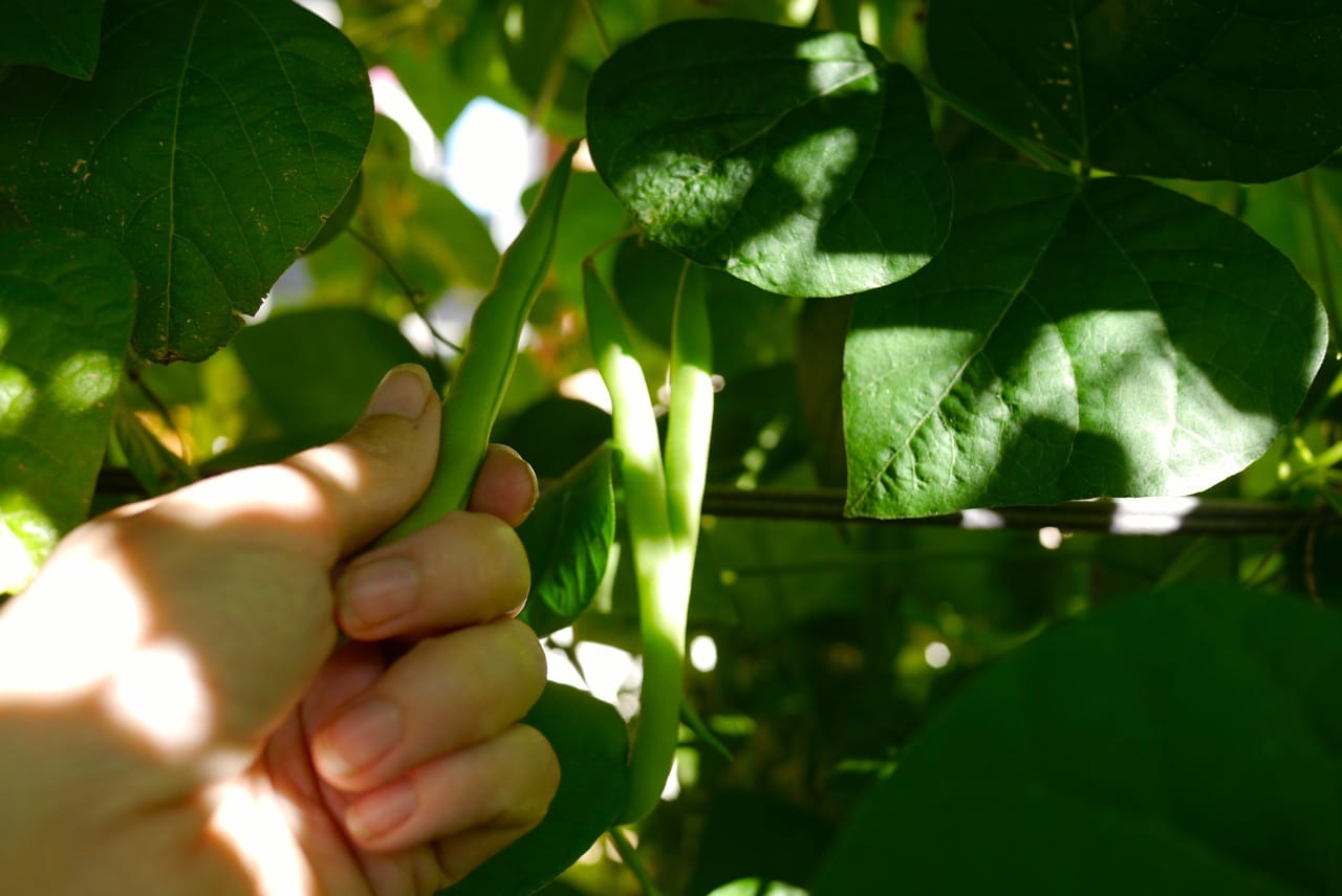 140328 bean tipi harvest15