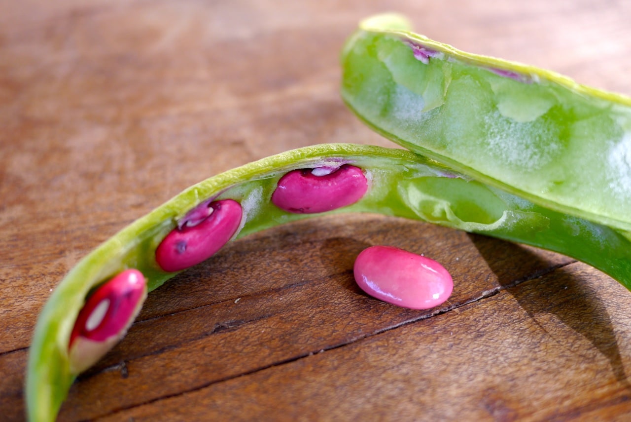 140328 bean tipi harvest16