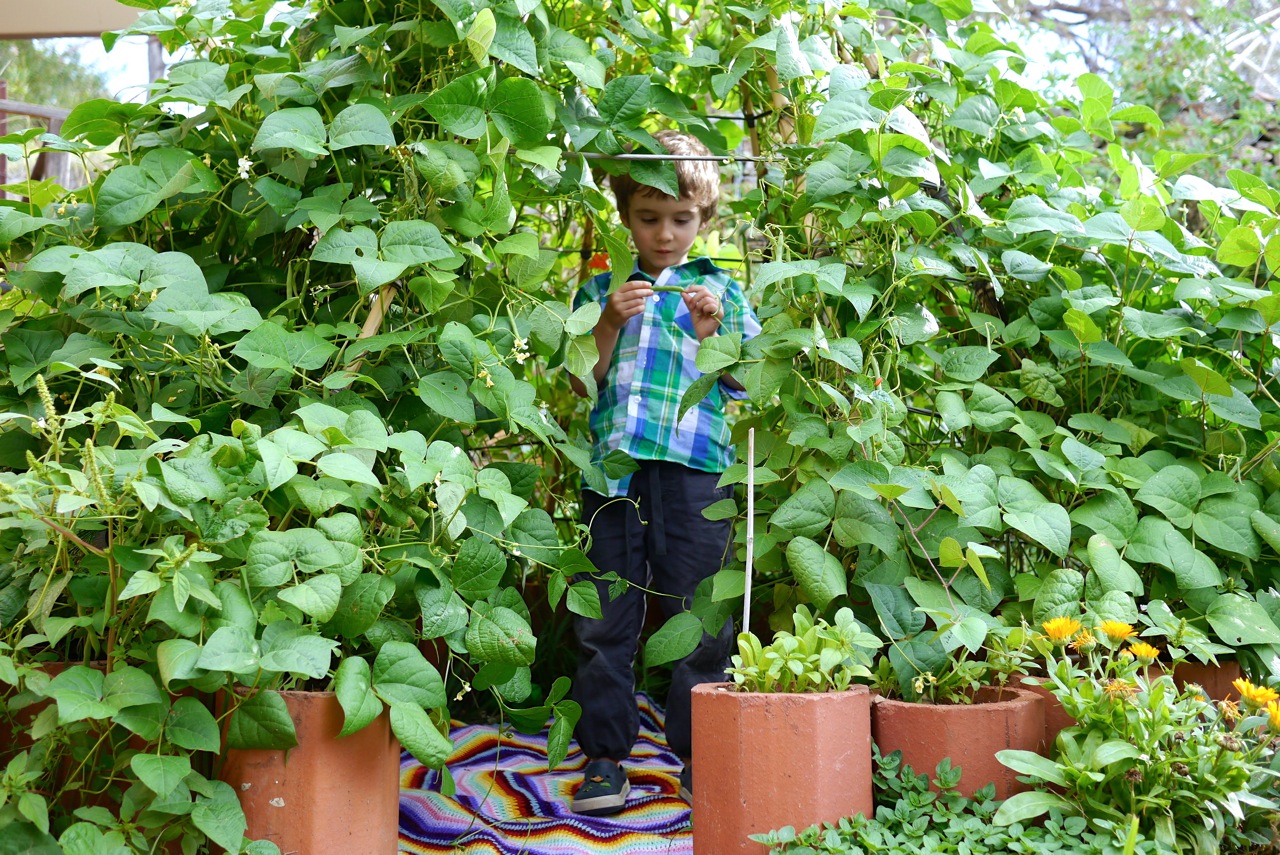 140328 bean tipi harvest19