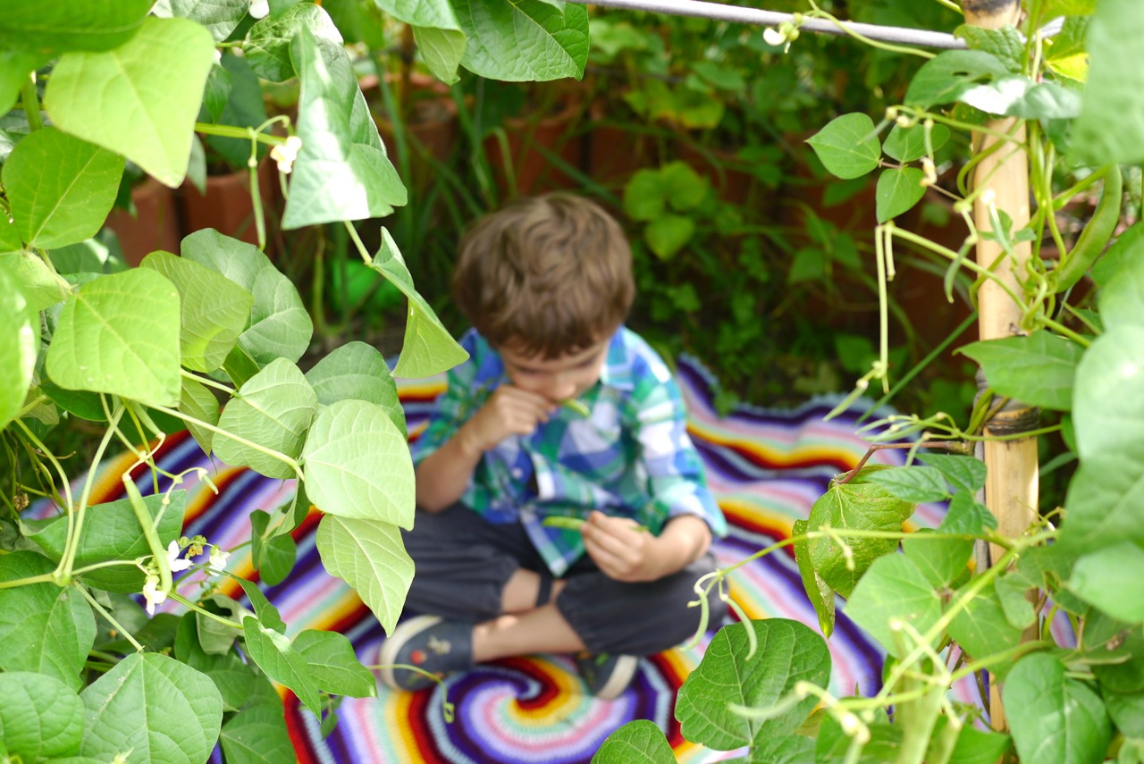 140328 bean tipi harvest20