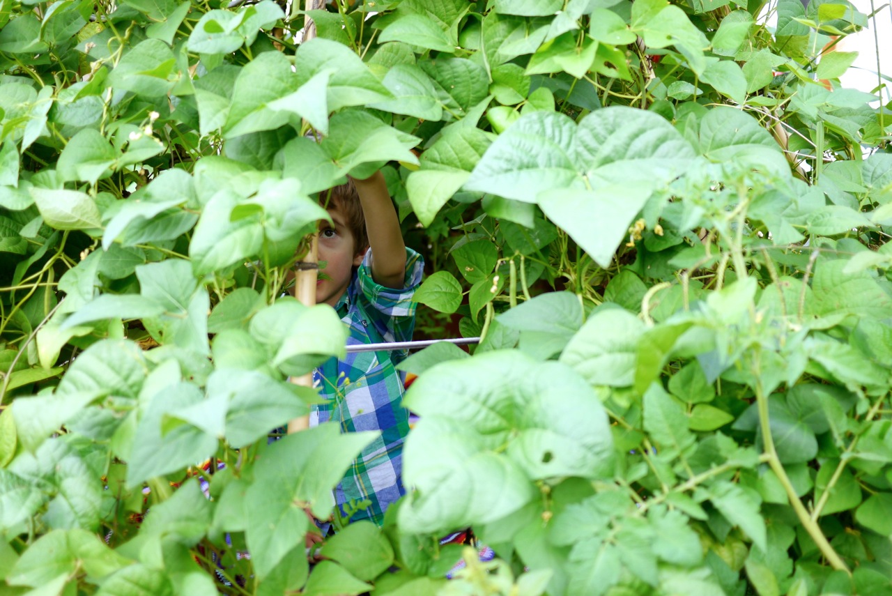 140328 bean tipi harvest21