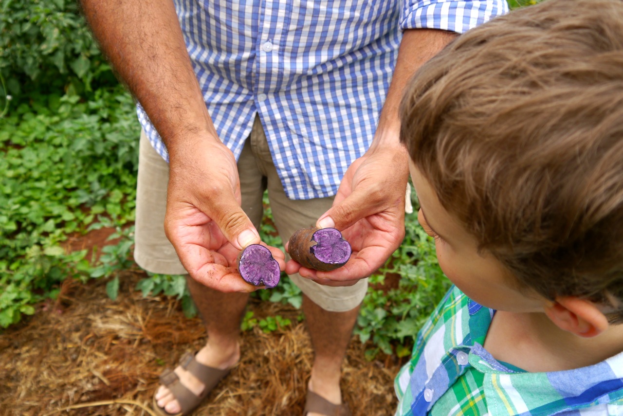 Purple congo potatoes from the market garden