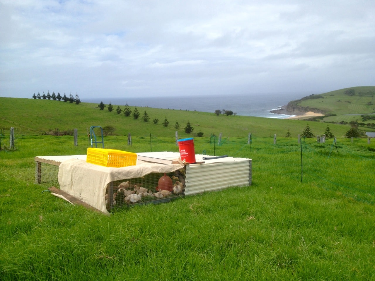 Older broiler chickens, out on pasture and moved daily. Not a bad view for a chook